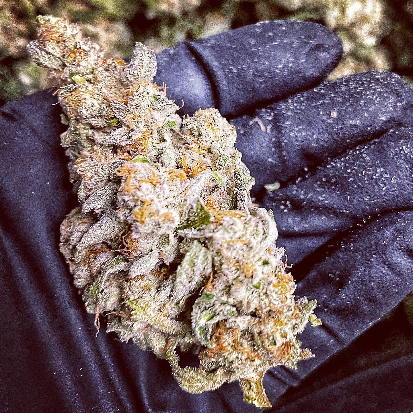 Cap Junky cannabis clone showing dense trichome coverage