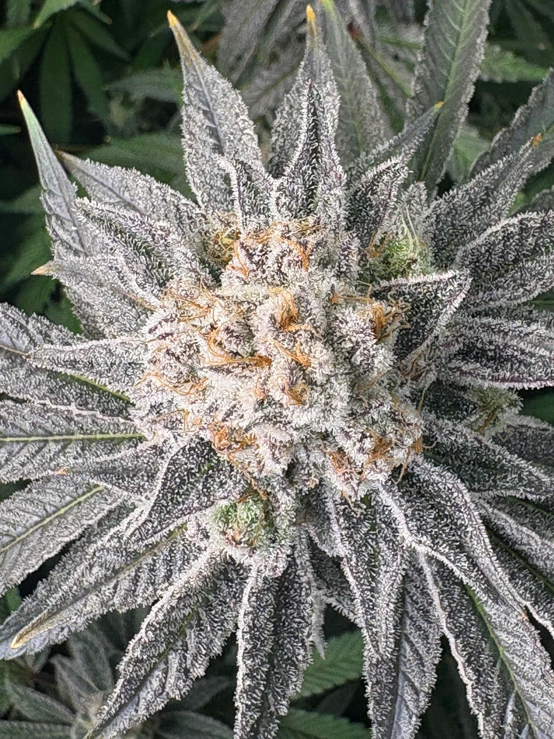 Cap Junky breeder cut purple coloration