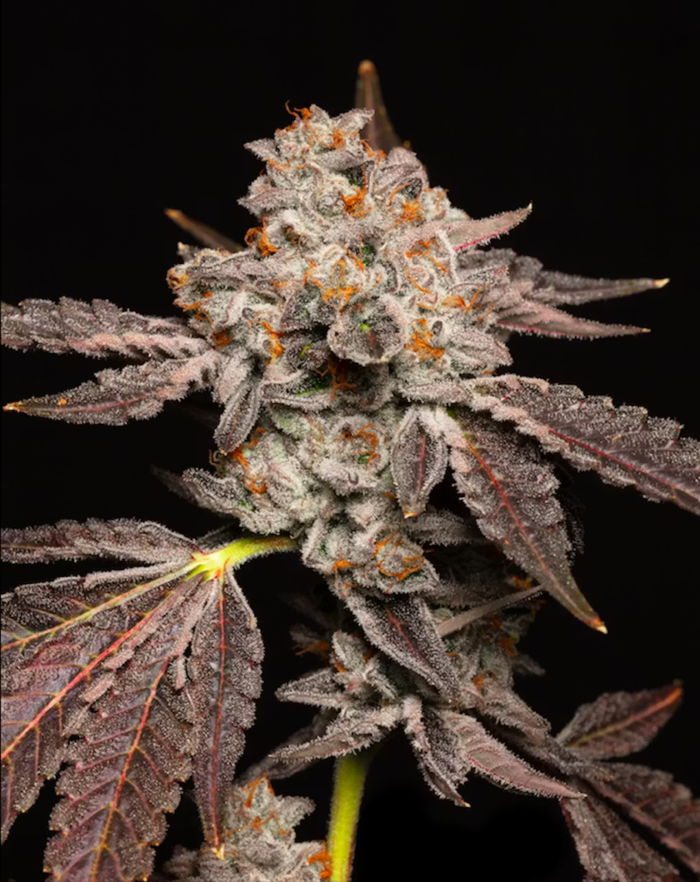 Georgia Pie clone frosty buds