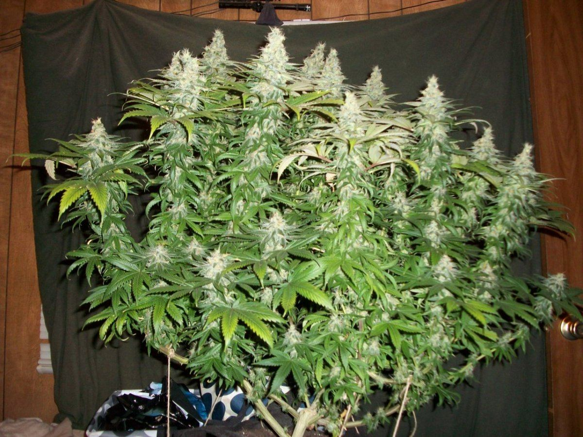 Green Crack clone fast flowering sativa