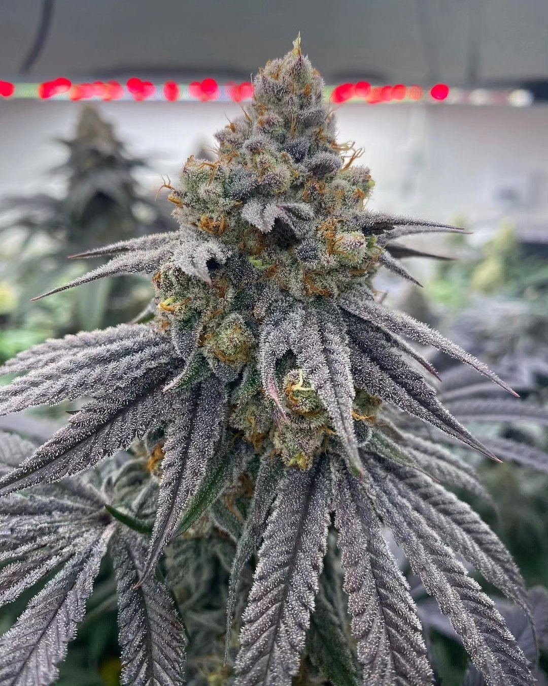 Lemon Cherry Gelato clone with purple hues