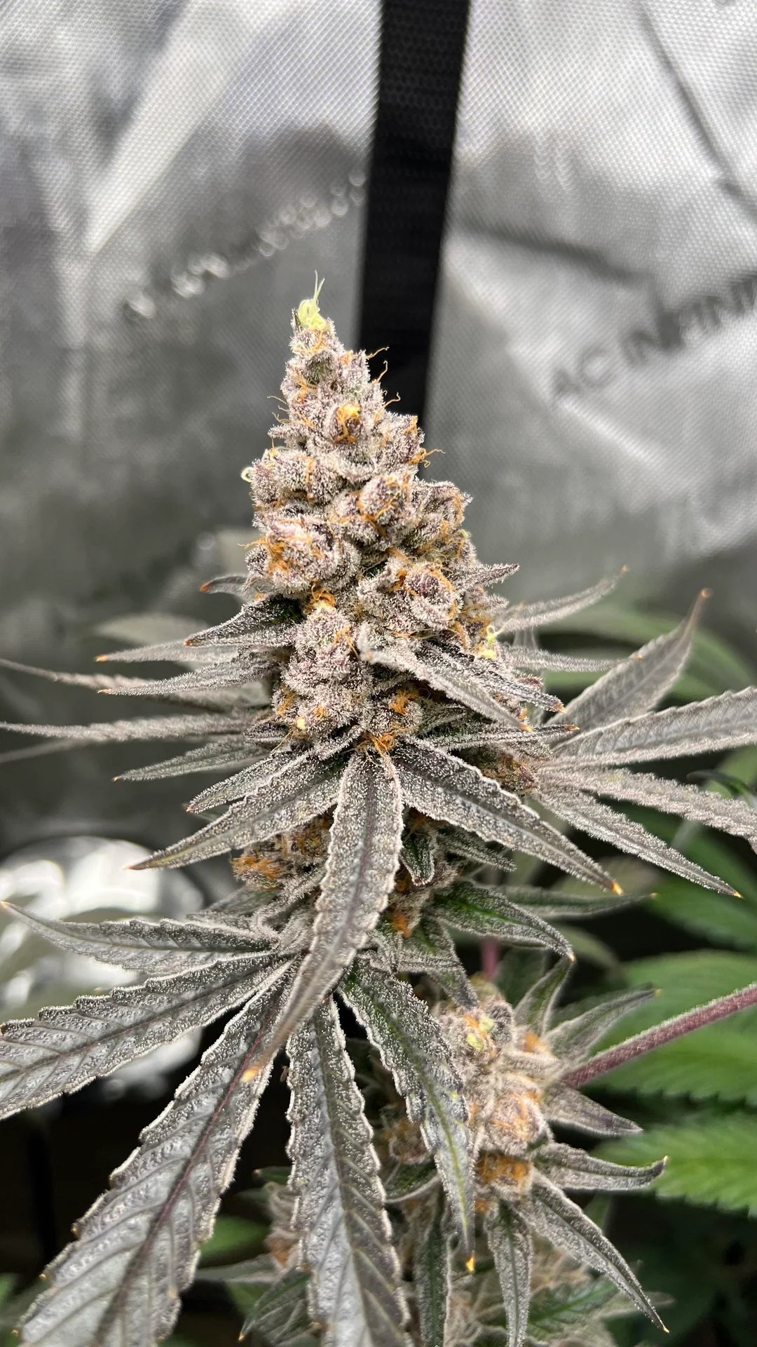 Super Boof clone solventless hash strain