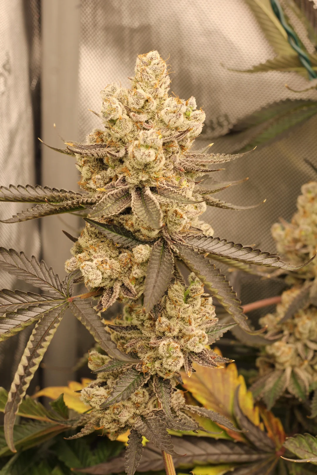 White Truffle cannabis clone purple leaves